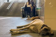 Straßenhund an einer U-Bahn-Station in Istanbul. Straßenhund an einer U-Bahn-Station in Istanbul.