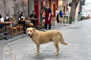 Streunende Hunde gehören in Istanbul zum Straßenbild. Streunende Hunde gehören in Istanbul zum Straßenbild.