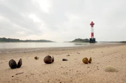 Nur ein Bruchteil der kleinen Lachse, die an der Oker ausgesetzt wurden, erreichen die Weser und die offene Nordsee.