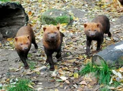 Rarität: Die Stuttgarter Wilhelma ist einer der wenigen Zoos, die Waldhunde halten. Eisbär, Affe & Co. widmet sich heute den südamerikanischen Tieren. Rarität: Die Stuttgarter Wilhelma ist einer der wenigen Zoos, die Waldhunde halten. Eisbär, Affe & Co. widmet sich heute den südamerikanischen Tieren.
