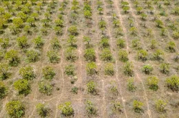 Uwe Schnells Mangoplantage in M&aacute;laga, Spanien, wo eine anhaltende D&uuml;rre die Wasserversorgung unterbrochen hat, wodurch 700 der 1.700 B&auml;ume zum Absterben verurteilt sind
