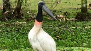 Der Gigant der Lüfte: der Jabiru, der größte Storch der westlichen Hemisphäre. Seine Anwesenheit zeigt, dass die Feuchtgebiete gesund und reich an Biodiversität sind. Der Gigant der Lüfte: der Jabiru, der größte Storch der westlichen Hemisphäre. Seine Anwesenheit zeigt, dass die Feuchtgebiete gesund und reich an Biodiversität sind.