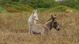 Die bekanntesten Bewohner des Nationalsparks Asinara sind die wei&szlig;en Esel. Circa 80 Exemplare leben auf der kleinen Insel im Nordwesten Sardiniens.