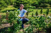 Himbeeren und Johannisbeeren können nach der Ernte geschnitten werden. Himbeeren und Johannisbeeren können nach der Ernte geschnitten werden.