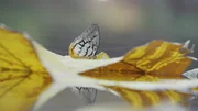 Der Schmetterling "Melanocytoma faunula" f&uuml;hlt sich in den Regenw&auml;ldern S&uuml;dostasiens besonders wohl.
