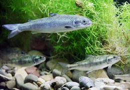 Vor mehr als 50 Jahren soll der letzte Lachs in Niedersachsen gefangen worden sein. Heute setzen sich viele Menschen daf&uuml;r ein, dass er in den Norden Deutschlands zur&uuml;ckkehren kann.