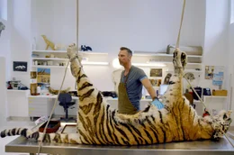 Christophe bereitet im Naturhistorischen Museum in Br&uuml;ssel die H&auml;utung des Tigers Jesse vor.