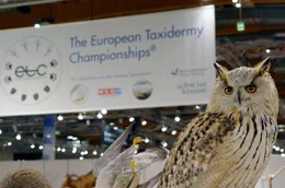 Bei den European Taxidermy Championships