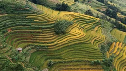 Rund 50 Kilometer n&ouml;rdlich von Ha Giang werden die H&uuml;gel sanfter. Fruchtbare Ebenen, auf denen die Bauern Reis und Mais anbauen.