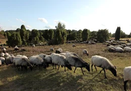 Auf ihrem Weg vom Harz zur Nordsee passieren die Junglachse auch die L&uuml;neburger Heide.
