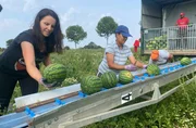 Weil Inga Kreutzfeldt aus dem Kronprinzenkoog in Dithmarschen erst nach der Haupt-Urlaubszeit genug Wassermelonen ernten kann, wird die regionale Vermarktung zur Herausforderung. Weil Inga Kreutzfeldt aus dem Kronprinzenkoog in Dithmarschen erst nach der Haupt-Urlaubszeit genug Wassermelonen ernten kann, wird die regionale Vermarktung zur Herausforderung.