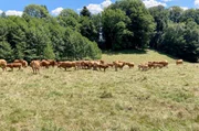 In der Landwirtschaft mit Tieren und Natur l&auml;uft sowieso nicht immer alles wie geplant. Wie lebt es sich in einer Kommune?
