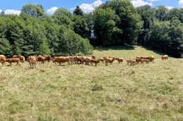 In der Landwirtschaft mit Tieren und Natur l&auml;uft sowieso nicht immer alles wie geplant. Wie lebt es sich in einer Kommune?