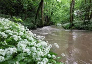 Klares, sauberes Wasser und ein Bachbett aus Kies sind die perfekten Bedingungen für Lachse. Klares, sauberes Wasser und ein Bachbett aus Kies sind die perfekten Bedingungen für Lachse.