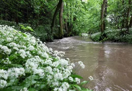 Klares, sauberes Wasser und ein Bachbett aus Kies sind die perfekten Bedingungen f&uuml;r Lachse.