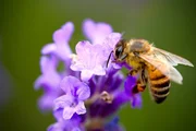Biene beim Bestauben einer Blume