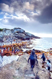 Sauberkeit geht vor: Bevor die Snarespinguine auf Fischzug gehen, reinigen sie penibel ihr Gefieder.