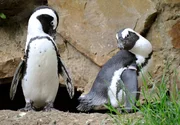 rbb Fernsehen PANDA, GORILLA & CO., TEIL 184, "Geschichten aus dem Zoo Berlin und dem Tierpark Berlin", am Freitag um 20:15 Uhr. Die Brillenpinguine aus Südafrika kommen mit Hitze relativ gut zurecht, besser als mit Kälte. Zum Abkühlen geht es ins Wasser oder unter die schattigen Bäume. rbb Fernsehen PANDA, GORILLA & CO., TEIL 184, "Geschichten aus dem Zoo Berlin und dem Tierpark Berlin", am Freitag um 20:15 Uhr. Die Brillenpinguine aus Südafrika kommen mit Hitze relativ gut zurecht, besser als mit Kälte. Zum Abkühlen geht es ins Wasser oder unter die schattigen Bäume.