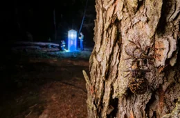 K&auml;ferspezialisten beim Insekten-Nachtfang auf einer Waldbrandfl&auml;che. L&auml;rchen-Scheckenr&uuml;ssler im Vordergrund