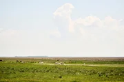 Landschaft mit wei&szlig;en Eseln