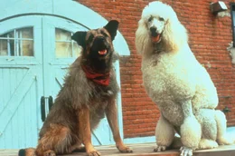 Die Familie Ubriacco bekommt mit dem Stra&szlig;enhund Rocks (l.) und der Pudeldame Daphne (r.) Zuwachs ...