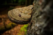 Sensationsfund: Der Urwaldk&auml;fer Peltis grossa ist zur&uuml;ck im Nationalpark Bayerischer Wald.