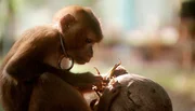 In Thailand sollen Makaken von klein auf lernen, für den Menschen auf hohe Palmen zu klettern und bereitwillig die geernteten Kokosnüsse abzugeben. In Thailand sollen Makaken von klein auf lernen, für den Menschen auf hohe Palmen zu klettern und bereitwillig die geernteten Kokosnüsse abzugeben.
