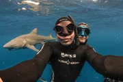 Taucher schwimmen mit Haien