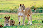 Löwen sind vom Aussterben bedroht. Schätzungen zufolge gibt es heute noch 16.000 – 30.000 der majestätischen Großkatzen. Löwen sind vom Aussterben bedroht. Schätzungen zufolge gibt es heute noch 16.000 – 30.000 der majestätischen Großkatzen.