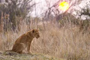 Leo als Welpe im Gras sitzend bei Sonnenuntergang (Earth Touch (PTY) LTD)