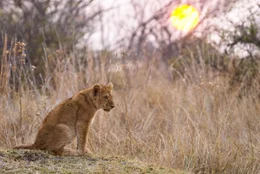 Leo als Welpe im Gras sitzend bei Sonnenuntergang (Earth Touch (PTY) LTD)