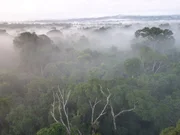Kein Wald w&auml;chst schneller und in keinem anderen wird mehr CO2 gebunden, als im tropischen Amazonas-Regenwald. Forscher warnen, dass er durch die globale Erw&auml;rmung kurz vor dem totalen Kollaps stehen k&ouml;nnte.