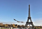Der Wanderfalke im Anflug auf den Eiffelturm. Im Sturzflug erreicht der Vogel bis zu 350 km/h. Der Wanderfalke im Anflug auf den Eiffelturm. Im Sturzflug erreicht der Vogel bis zu 350 km/h.
