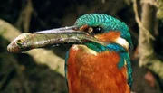 Der Eisvogel ist ein seltener Gast im Osnabrücker Land. Als Fischjäger brütet er nur an sauberen und fischreichen Bächen am Teutoburger Wald. Der Eisvogel ist ein seltener Gast im Osnabrücker Land. Als Fischjäger brütet er nur an sauberen und fischreichen Bächen am Teutoburger Wald.