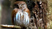 Mit Beginn des Sommers sind alle V&ouml;gel zur&uuml;ckgekehrt. Unz&auml;hlige Schmetterlinge, K&auml;fer und Bienen bev&ouml;lkern die bl&uuml;henden H&auml;nge. Auch bei den Sp&auml;tbr&uuml;tern, wie Sperber und Sperlingskauz (im Bild), sind nun die Jungen fl&uuml;gge. Weitere Bilder finden Sie unter www.br-foto.de.