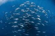 Blauflossenthunfische kommen durch die Meerenge von Gibraltar ins Mittelmeer Blauflossenthunfische kommen durch die Meerenge von Gibraltar ins Mittelmeer