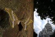 Der aus China stammende Götterbaum wurde Mitte des 19. Jahrhunderts als Zierbaum gepflanzt. Mit ihm zog auch der Götterbaum-Spinner in die Parks und Gärten von Paris ein. Der aus China stammende Götterbaum wurde Mitte des 19. Jahrhunderts als Zierbaum gepflanzt. Mit ihm zog auch der Götterbaum-Spinner in die Parks und Gärten von Paris ein.