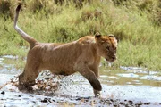 L&ouml;wen jagen l&auml;ngst nicht nur an Wasserl&ouml;chern, aber in der Trockenzeit werden diese Wasserstellen zu wichtigen Jagdrevieren.