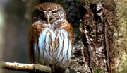 Mit Beginn des Sommers sind alle V&ouml;gel zur&uuml;ckgekehrt. Unz&auml;hlige Schmetterlinge, K&auml;fer und Bienen bev&ouml;lkern die bl&uuml;henden H&auml;nge. Auch bei den Sp&auml;tbr&uuml;tern, wie Sperber und Sperlingskauz (im Bild), sind nun die Jungen fl&uuml;gge.