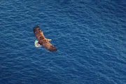Seeadler sind im Mttelmeerraum extrem selten