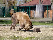 rbb Fernsehen PANDA, GORILLA & CO., TEIL 185, "Geschichten aus dem Zoo Berlin und dem Tierpark Berlin", am Freitag um 20:15 Uhr. Takin Xiwang übt ihre Kopf-Stoß-Technik. rbb Fernsehen PANDA, GORILLA & CO., TEIL 185, "Geschichten aus dem Zoo Berlin und dem Tierpark Berlin", am Freitag um 20:15 Uhr. Takin Xiwang übt ihre Kopf-Stoß-Technik.