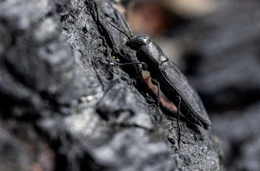 Schwarzer Kiefernprachtk&auml;fer/ Melanophila acuminata; kann einen Waldbrand &uuml;ber 80km Entfernung sp&uuml;ren und braucht frisch verbranntes Holz um sich fortzupflanzen.