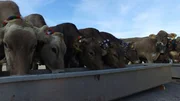 Die K&uuml;he pausieren beim Almabtrieb.