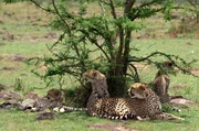 Für die Gepard-Familie im Naboisho-Refugium gilt es auf der Hut zu sein, da ihr neues Jagdrevier bereits von Löwen besetzt ist. Für die Gepard-Familie im Naboisho-Refugium gilt es auf der Hut zu sein, da ihr neues Jagdrevier bereits von Löwen besetzt ist.
