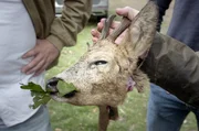 Waidsmannheil oder lieber nicht? Freizeitspaß beim Schießen, Töten und „Zerwirken“ von Wildtieren versus aktiver Naturschutz mit Hingabe und verantwortungsvoller Fleischgenuss. Waidsmannheil oder lieber nicht: Rehbock nach Zerwirken in der Radio Bremen-Reportage „Rabiat: Auf der Jagd“. Waidsmannheil oder lieber nicht? Freizeitspaß beim Schießen, Töten und „Zerwirken“ von Wildtieren versus aktiver Naturschutz mit Hingabe und verantwortungsvoller Fleischgenuss. Waidsmannheil oder lieber nicht: Rehbock nach Zerwirken in der Radio Bremen-Reportage „Rabiat: Auf der Jagd“.