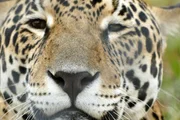 Der Schutz der Jaguare ist für die Art überlebenswichtig. In Mittel- und Südamerika streunen nur noch etwa 20000 Exemplare durch die Wälder. Der Schutz der Jaguare ist für die Art überlebenswichtig. In Mittel- und Südamerika streunen nur noch etwa 20000 Exemplare durch die Wälder.