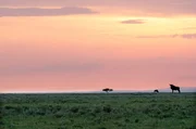 Gnus grasen auf den weiten Ebenen des Naboisho-Refugiums. Gnus grasen auf den weiten Ebenen des Naboisho-Refugiums.