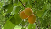 Ab Mitte Juli sind die ersten Früchte reif. Die ‚Wachauer Marille‘ ist eine geschützte Ursprungsbezeichnung. Das spezielle Klima in der Wachau soll sich besonders auf die Aromabildung auswirken. Ab Mitte Juli sind die ersten Früchte reif. Die ‚Wachauer Marille‘ ist eine geschützte Ursprungsbezeichnung. Das spezielle Klima in der Wachau soll sich besonders auf die Aromabildung auswirken.