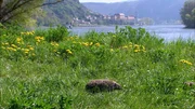 Die Wachau ist rund 36 km lang, sie beginnt bei Melk und endet vor Krems. Dürnstein liegt am linken Donauufer. Die Wachau ist rund 36 km lang, sie beginnt bei Melk und endet vor Krems. Dürnstein liegt am linken Donauufer.