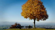 Aussichtspunkt Bildstein (Vorarlberg) Baum im Herbst. Aussichtspunkt Bildstein (Vorarlberg) Baum im Herbst.